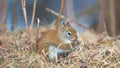 Closeup red squirrel portrait on ground in twigs and grasses in the Sax-Zim Bog in the winter
