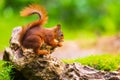 Closeup of a red squirrel, Sciurus vulgaris, seaching food and eating nuts in a forest Royalty Free Stock Photo
