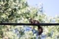 Closeup of a Red squirrel, Sciurus vulgaris standing on black wires Royalty Free Stock Photo