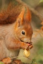 Closeup of red squirrel sitting on the branch and eating nut. Royalty Free Stock Photo