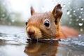 closeup of a red squirrels watery eye Royalty Free Stock Photo