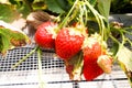 Closeup of red Strawberry hanging farm full of ripe strawberrie Royalty Free Stock Photo