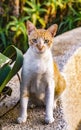 Closeup of a red stray cat in Israel, cutted ear piece means the cat is sterilized. Cat looks directly asking for food Royalty Free Stock Photo