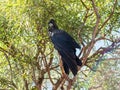 Closeup of a  red-tailed black cockatoo on a branch (Calyptorhynchus banksi) Royalty Free Stock Photo