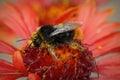 Closeup on a red-tailed bumblebee, Bombus lapidarius with yellow pollen on a bright red Gallardia flower