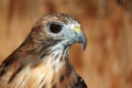 Closeup of a Red-tailed Hawk Royalty Free Stock Photo
