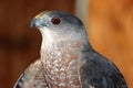 Closeup of a Red-tailed Hawk Royalty Free Stock Photo
