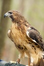 Closeup Red Tailed Hawk in rehab.