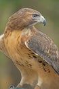 Closeup Red Tailed Hawk in rehab.