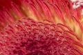 Closeup of red tepals of a protea flower Royalty Free Stock Photo