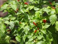 Red Thai pepper, Chilli Padi, Capsicum annuum, blooming in garden on nature background Royalty Free Stock Photo