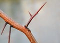 Closeup of a red thorn Royalty Free Stock Photo