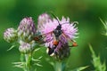 Closeup on a red tipped clearwing moth, Synanthedon formicaeformis