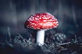 Closeup of a red top fly agaric mushroom. Royalty Free Stock Photo