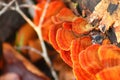 Closeup of red Trametes versicolor fungus Royalty Free Stock Photo