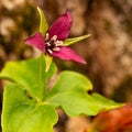 Closeup of red trillium in a wood clearing against a blurred background.
