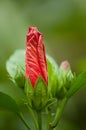 red tropical flower growthing in tropical green house Royalty Free Stock Photo