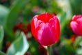 Closeup red tulip in the garden Royalty Free Stock Photo