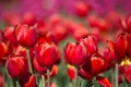 Red tulips in a vibranttulip field