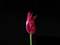 Closeup of Red Tulip flower on black background