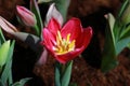 Closeup, Red tulip flower are blooming in the garden so very beautiful