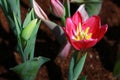 Closeup, Red tulip flower are blooming in the garden so very beautiful