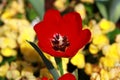 Closeup, Red tulip flower are blooming in the garden so very beautiful