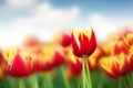 Closeup red tulip flower Royalty Free Stock Photo