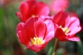 Closeup, Red tulip flower with small insects are blooming in the garden so very beautiful