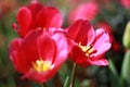 Closeup, Red tulip flower with small insects are blooming in the garden so very beautiful