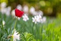 Closeup of red tulip flowers blooming in spring garden outdoors Royalty Free Stock Photo