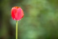 Closeup of red tulip flowers blooming in spring garden outdoors Royalty Free Stock Photo