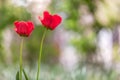 Closeup of red tulip flowers blooming in spring garden outdoors Royalty Free Stock Photo