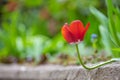 Closeup of red tulip flowers blooming in spring garden outdoors Royalty Free Stock Photo