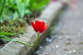 Closeup of red tulip flowers blooming in spring garden outdoors Royalty Free Stock Photo