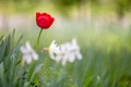 Closeup of red tulip flowers blooming in spring garden outdoors Royalty Free Stock Photo