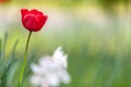 Closeup of red tulip flowers blooming in spring garden outdoors Royalty Free Stock Photo