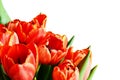 Closeup of red tulip flowers bouquet in a corner Royalty Free Stock Photo