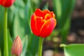 A Closeup Red tulip in the garden Royalty Free Stock Photo