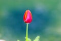 Closeup red tulip in the garden Royalty Free Stock Photo