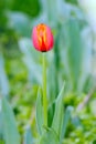 A Closeup Red tulip in the garden Royalty Free Stock Photo