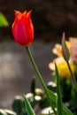 Closeup of a Red Tulip in a Garden Royalty Free Stock Photo