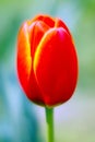 Closeup red tulip in sky background