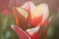 Closeup of a red tulip, soft focus, blurred background Royalty Free Stock Photo