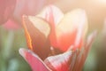 Closeup of red tulip, soft selective focus, blurred background Royalty Free Stock Photo