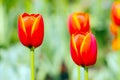 Closeup red tulips in the garden Royalty Free Stock Photo