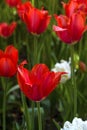 Closeup of Red Tulips in a Flowerbed Royalty Free Stock Photo