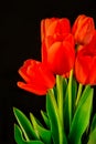 Closeup red tulips flowers in bloom bunch and green leaves isolated on black background Royalty Free Stock Photo