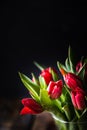 Closeup red tulips flowers bouquet and green leaves on black background, copy space Royalty Free Stock Photo