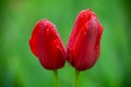 Closeup red tulips in the garden Royalty Free Stock Photo